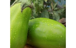 青茄子 茄子 东北特产农家自种 新鲜现摘大绿茄子 牛奶茄子 生吃茄子 新鲜蔬菜 5斤 美食